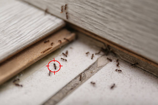Pest Control for Restaurants in Marlborough, MO