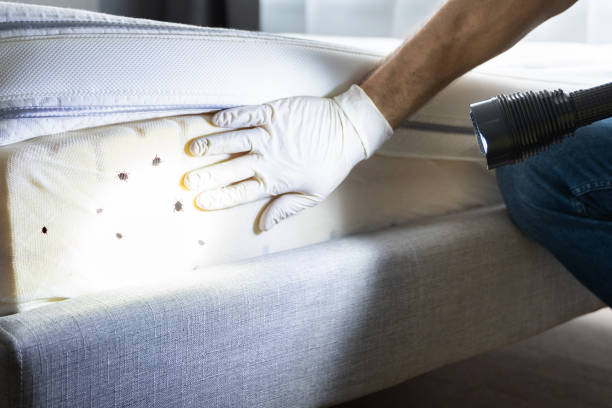 Best Insect Control  in Marlborough, MO