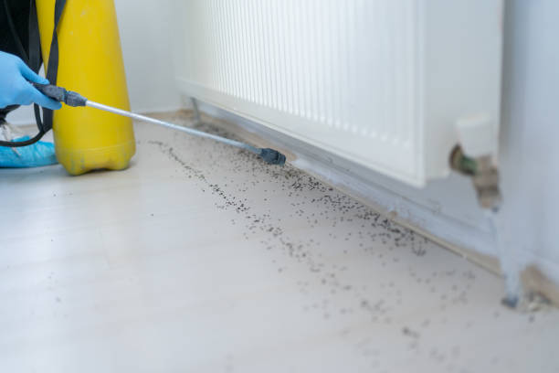 Best Flea Control Services  in Marlborough, MO